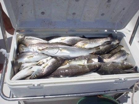 Wow!! All the trout they could handle, courtesy of Capt Dave and Pelican State Fishing Charters