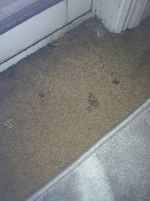 These are just some of the many cigarette burns in the carpet! I had to cover the rest with a large area rug.