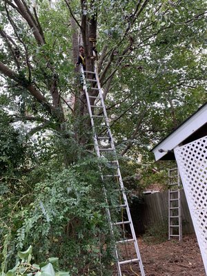 Tree trimming