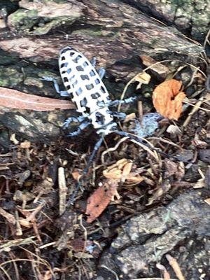 Cottonwood borer laying eggs at the root flare of a willow tree.