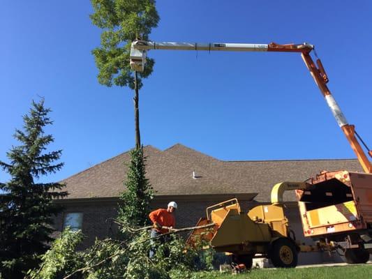 Tree removal in Dayton, OH