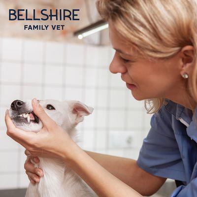 Bellshire Family Vet