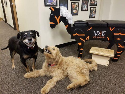 Meet Atlas our beautiful Golden-Doodle. He's an amazing addition to our office! #ChiroDog