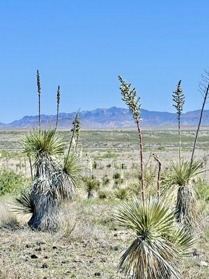 Blooming yuccas all over