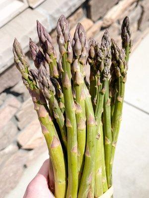 FRESH CUT LOCAL ASPARAGUS FROM OUR FARM