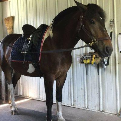 This is Henry this beautiful horse and me are going to enjoy our summer together.