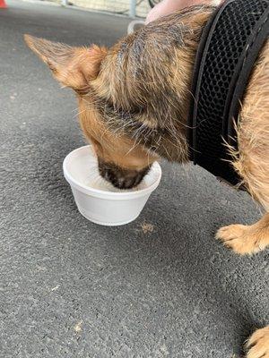 Pup cup!