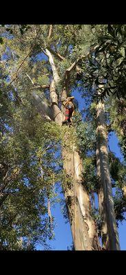 Tree Cowboy