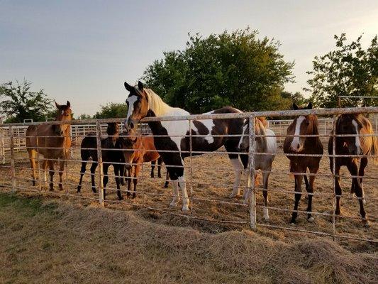 Draggin' H Ranch Equine