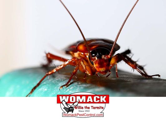 Womack Pest Control