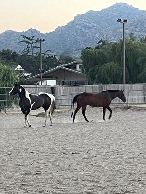 My 2 horses are pretty happy here!