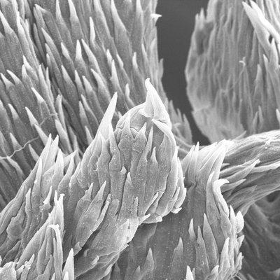 Scanning Electron Microscope image by Ethan Keddy. Dandelion Seed. Instructor: Kristine Schroeder.