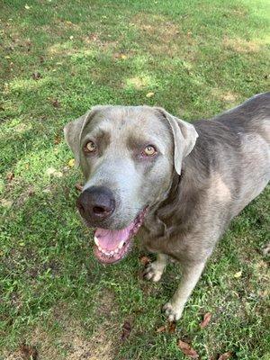 Silver Labrador has been a patient here & Hoke ( Dr Tucker owns both ) for 6 years ,