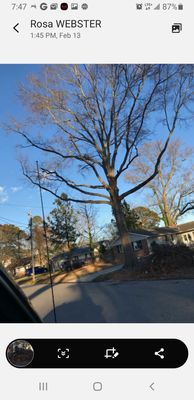 Supposed to cut down tree and remove debris. Tree still standing and the debris has killed my grass.2 months