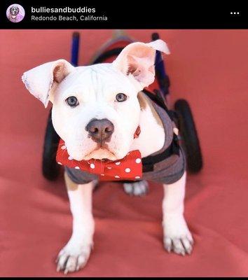 "Wheels the wonder bully" needs a special home