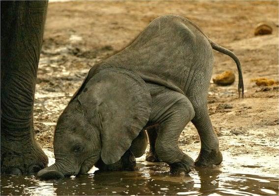 Baby elephant playing in the mud