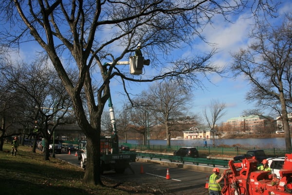 Boston University, Storrow Drive Pruning Project.