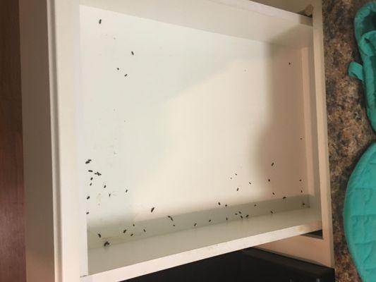 mouse drippings inside kitchen drawers