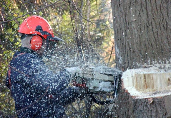 Large Tree and Land Clearing