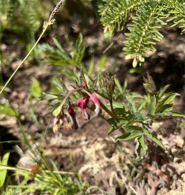 Pink Bleeding Heart