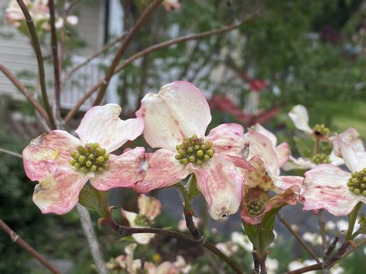 White dogwood?