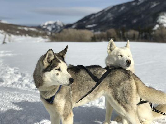 These two are patiently waiting to pull you on your adventure!