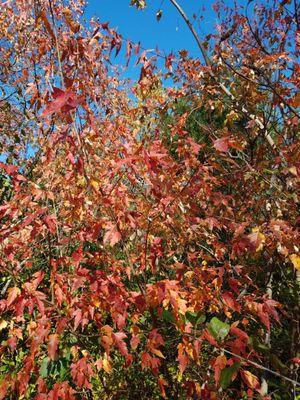 Beautiful fall colors