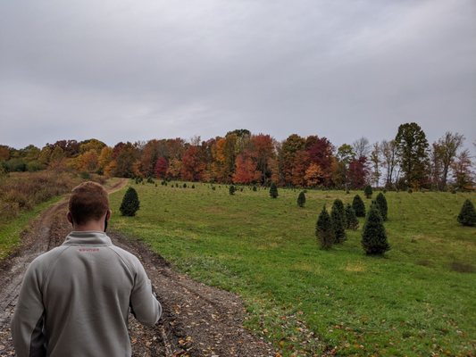 It's also a Christmas tree farm