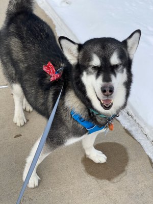 Grooming after - Malamute