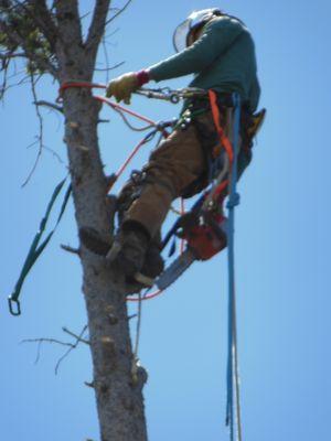 Young's Tree And Forestry