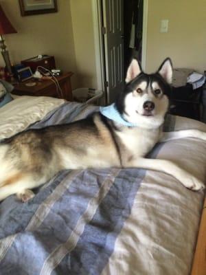 He always gets a cute bandana to come home with after grooming