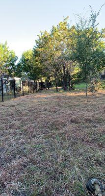 Overgrown backyard cleaning