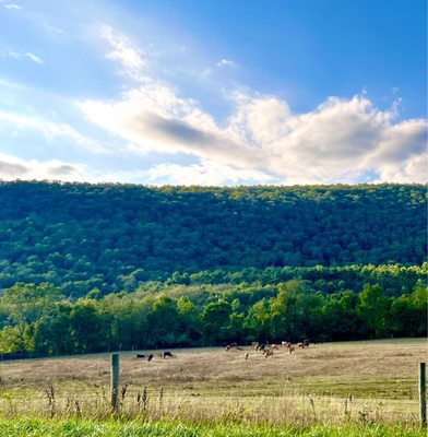 Cows grazing on the farm