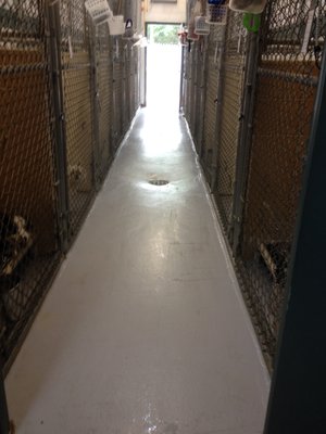 Inside view of kennel