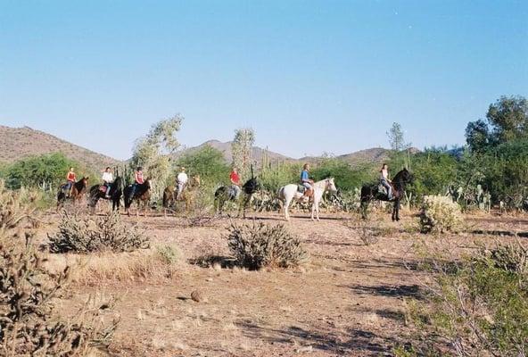 Beautiful horses in the Sonoran Desert