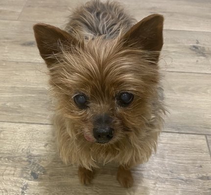 LILY our 15 yo Yorkie