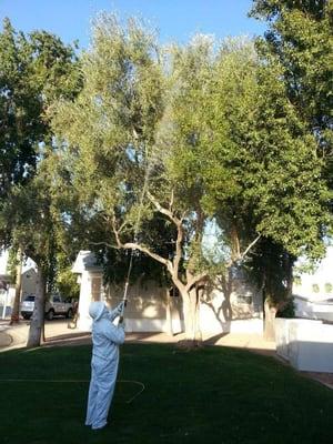 Olive tree spraying by Experienced and Licensed Applicator