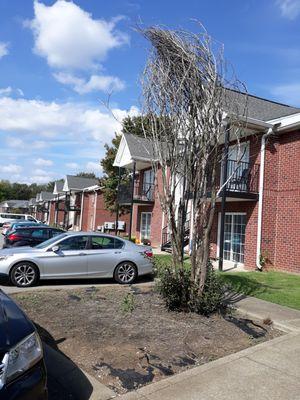 dead trees on complex not just this area they dont take care of complex people throw trash  people here are trashy and trash up grounds