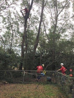 Removing one of four large trees.