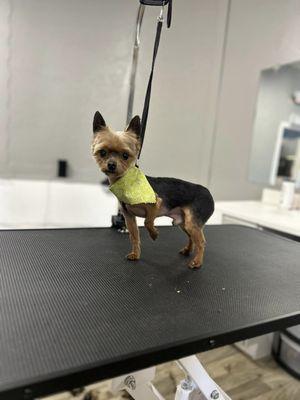 Detroit Dog Salon