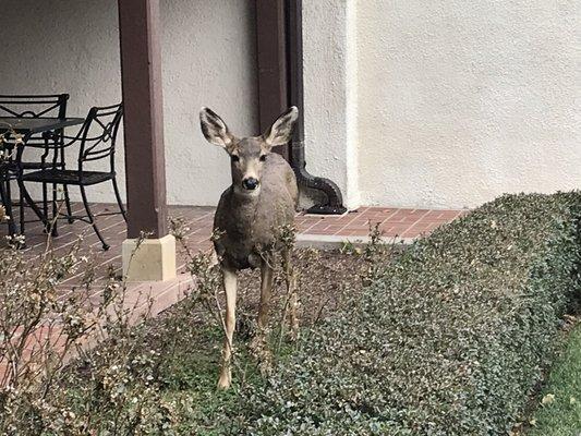 Landscapers trimming shrubs and lawn.