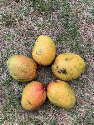 Stocked up on mangoes!