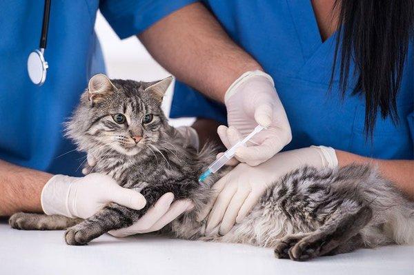 Cat Vaccines