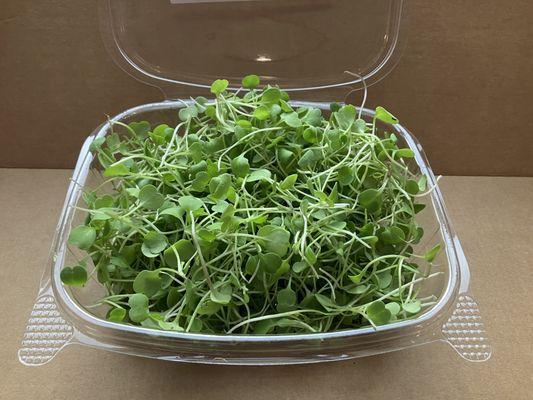 Arugula microgreens