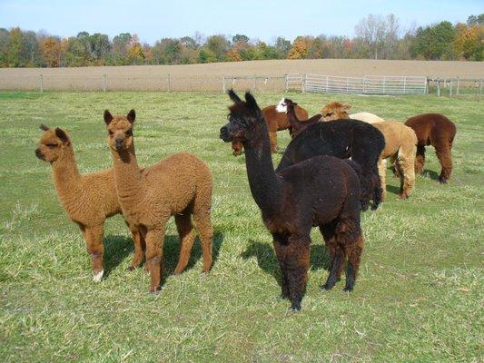 Some of our alpaca girls