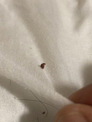 Dead bed bug I slapped off my guests leg.