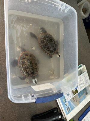 Baby diamondback turtles