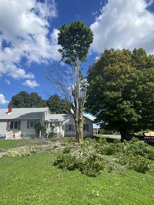 A tree next to a customer's house in the middle of safely being taking down