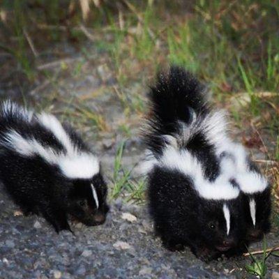 Baby skunks may be cute, the damage a skunk can cause is not. Animal control is simple and effective.