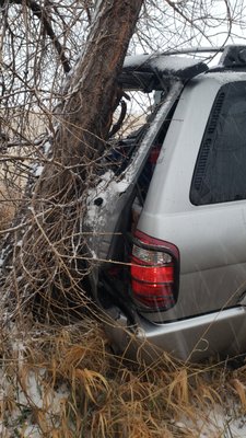 Tree vs car